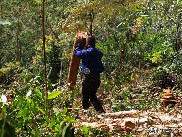 日本和美国早已禁种，中国为何依然大力种植？背后原因不简单