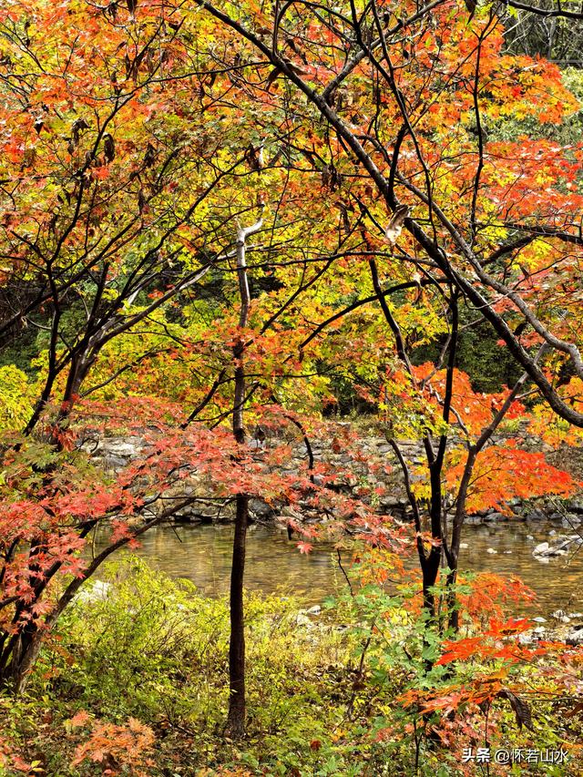 2025辽宁赏秋之旅日记(2)——游览丹东蒲石河森林公园