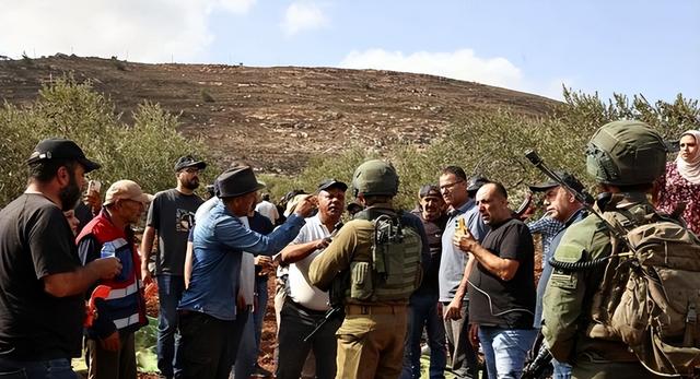 巴勒斯坦七旬农民橄榄林被毁，真相曝光，令人心寒