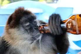 小鸟喝多路边躺，猴子抱起白酒对瓶吹，动物界谁是最大“酒鬼”？图片