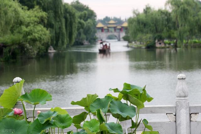 瘦西湖小众赏荷路线：避开人潮，邂逅夏日治愈系“荷”颜悦色