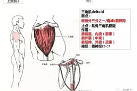 康复师必备63张高清彩图！人体骨骼肌轻松背诵手册（完整版）图片