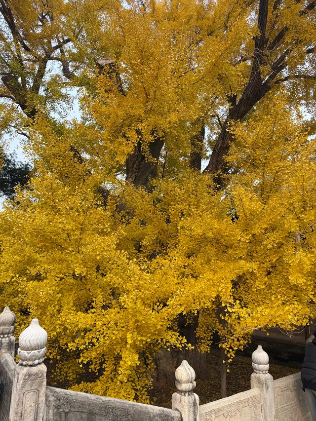 甘撒金缕苒秋寰