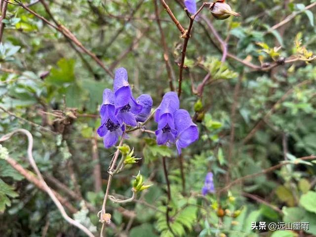攀登昆明十峰之宜良老爷山，经历密林大雨考验，惊喜交加，难忘