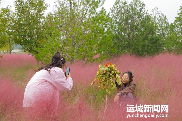 山西运城：粉黛如梦映尧园 秋日花海引客来