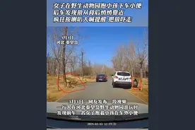 女子在野生动物园下车小便，狼群尾随，后车司机及时鸣笛吓退狼群图片