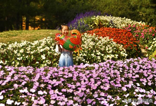 百花园金秋菊展人气爆棚，国庆前两日游人如织共赴花漾之约