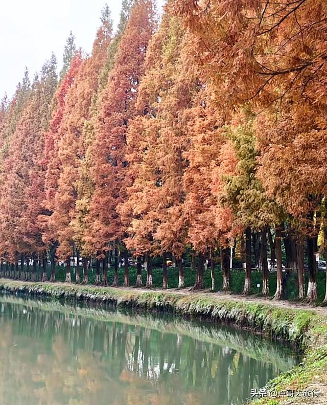 成都旅游真厉害，水杉红又被国际“种草”，这5处超级壮观！