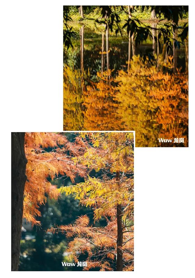 红了！龙岗落羽杉进入最佳观赏期！最全打卡攻略→