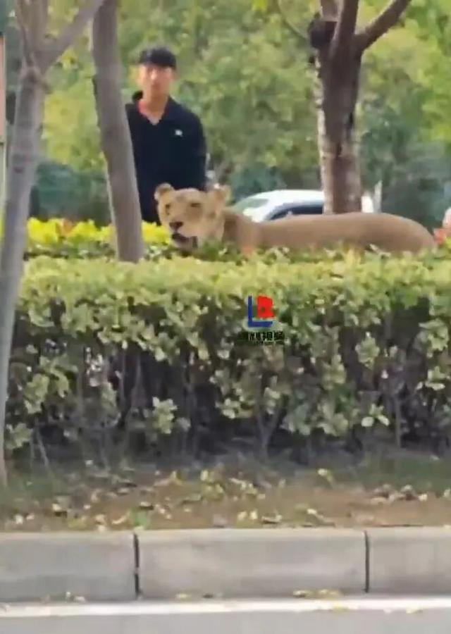 狮子在道路绿化带狂奔？安徽砀山通报：马戏团意外跑出，责令停演整顿