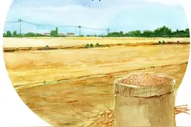 芒种悄然至，希望丰收时图片