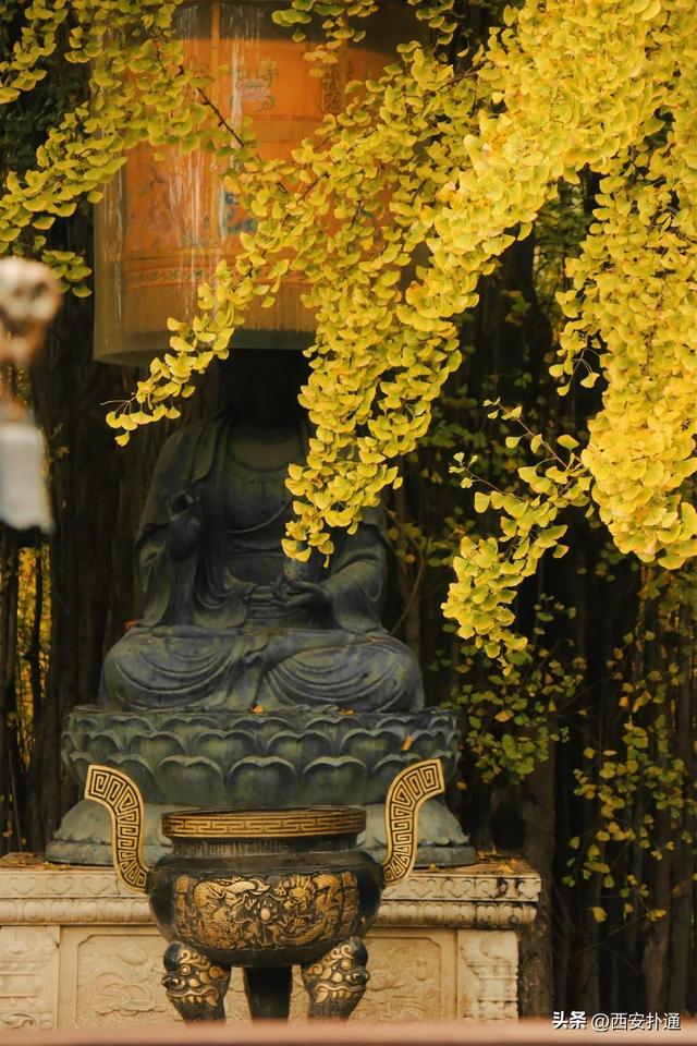 古观音禅寺谢幕？这里的千年银杏，才是最后的隐藏彩蛋！