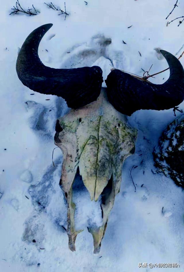 国家该不该开发“夺命”鳌太线？