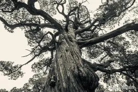 惊悚预警！越南惊现千年树妖？三星堆同款上古秘术重出江湖！图片