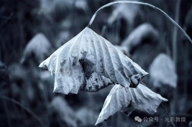 【近距离看敦煌】给党河风情线的秋色来个特写