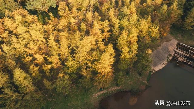 看完你的 看你的，坪山这片格桑花海承包你的秋日治愈感！