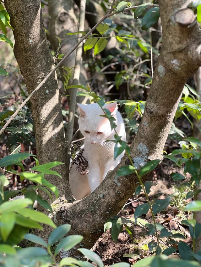 上天竺到云栖竹径，徒步9公里，感受一路秋意。