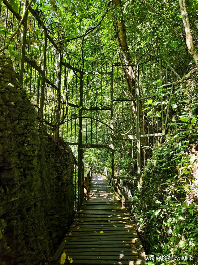 马来西亚(32)砂拉越州⑥世界遗产尼亚洞窟探险