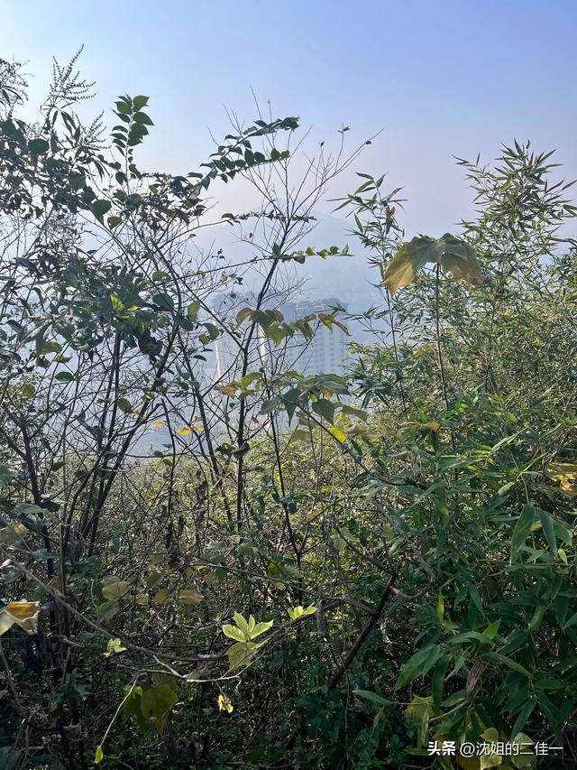 最好的爱就是陪伴——之深山里的柿子树