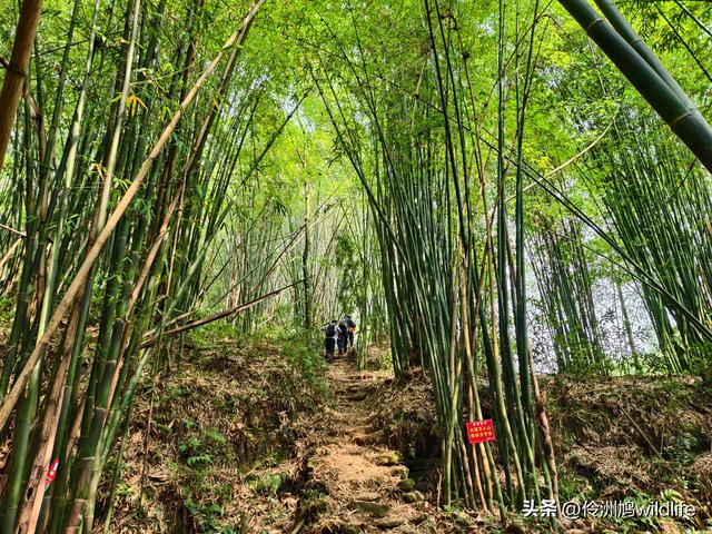 成都徒步（66）·邛崃篇⑥皮缝峡谷·皮缝古道