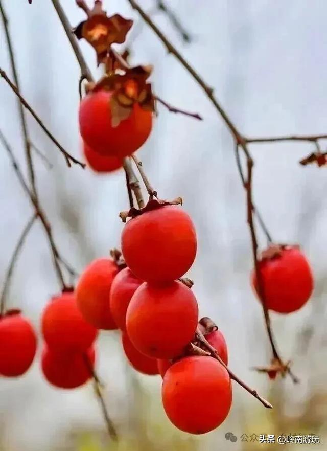 西安周边2小时行程内,免费摘柿子拍照打卡之地推荐!