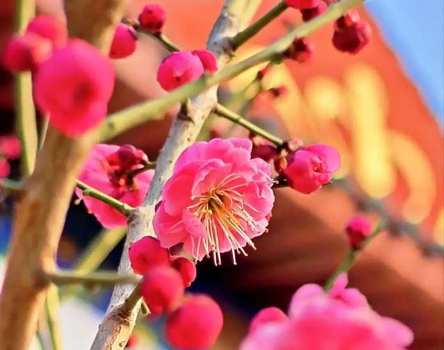 藏不住了！许昌正在上演“双梅争春”