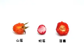 什么莓？树莓？野草莓？蛇莓？到底能不能吃？图片
