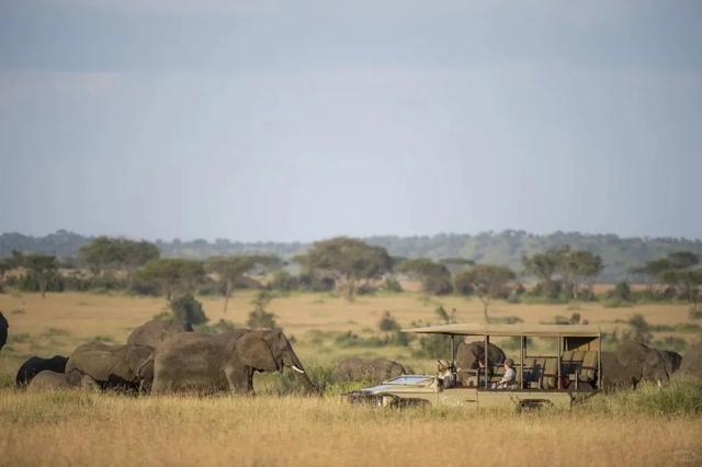 非洲坦桑尼亚8天7晚野奢之旅,乘越野车Safari,看动物大迁徙!