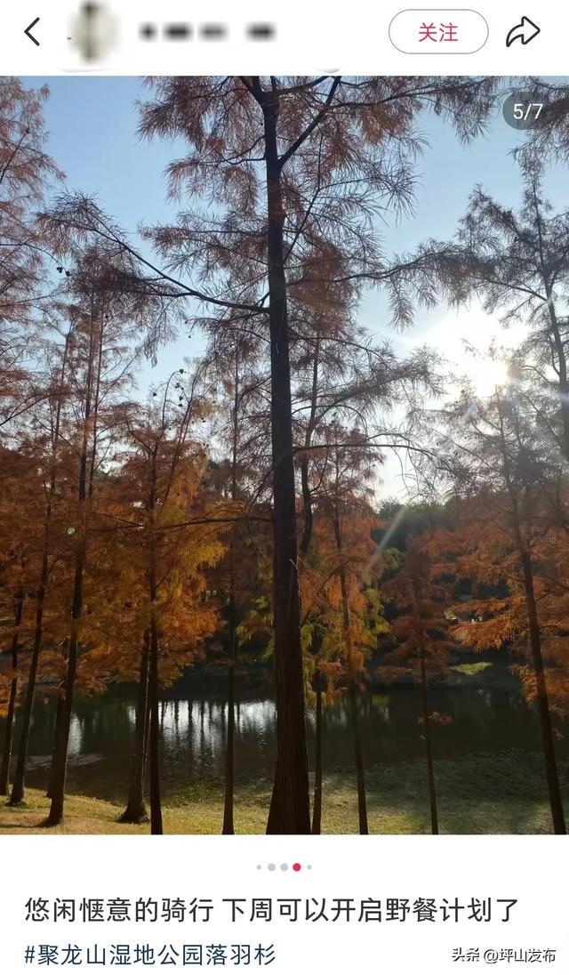 看完你的 看你的,坪山这片格桑花海承包你的秋日治愈感!