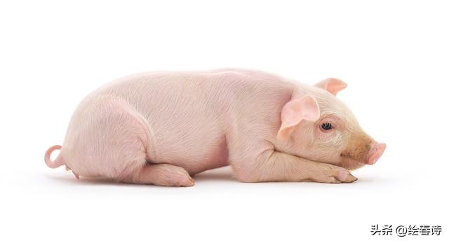 生肖猪：越老越有福气的4个农历月份，你在其中吗？