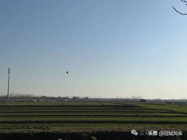 冠县乡韵·贾镇洼里村