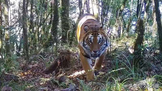 西藏墨脱再创纪录！中国门珞族人口最多、海拔落差最大的县！