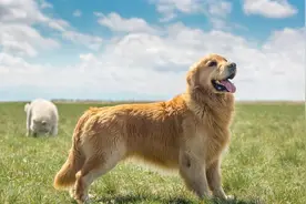 阳谋无解？包子掉在地上，金毛马上捡起放在盘里，这咋办？图片