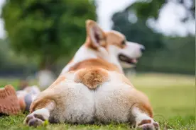 为何动物交配前会相互闻屁股？看似尴尬的小动作，却充满科学依据图片