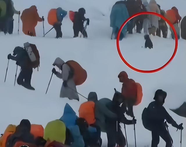 珠峰暴雪围困！向导血肉之躯开生路，百人奇迹生还，拒收天价酬金