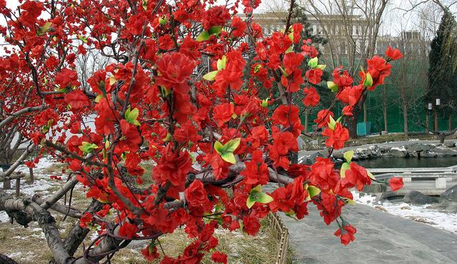 北京大观园“梅花”提早绽放 古风新春景致惊艳亮相