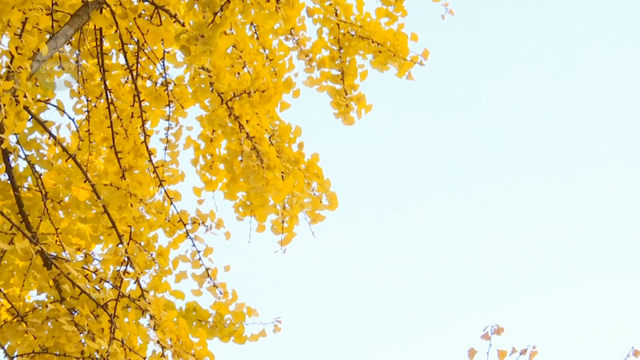 收藏这份“鎏金地图”，喝咖啡、拍银杏、晒太阳