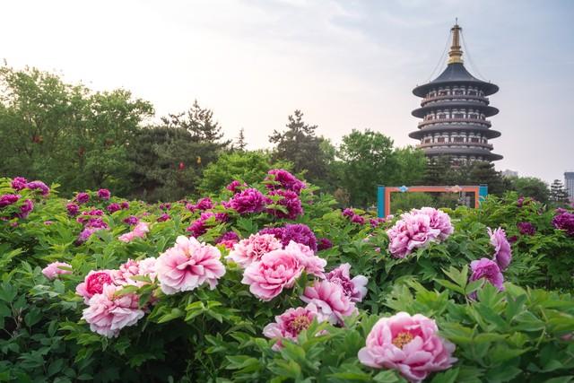 来“千年古都—洛阳”旅游，后劲太大！