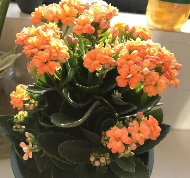 9种花“很养人”，卧室摆放二三盆，好看又能“促睡眠”