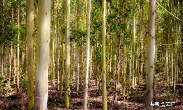 日本和美国早已禁种，中国为何依然大力种植？背后原因不简单