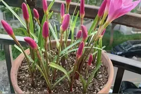 养了5年的风雨兰，一场雨水过后，每盆都爆开，太漂亮了！图片