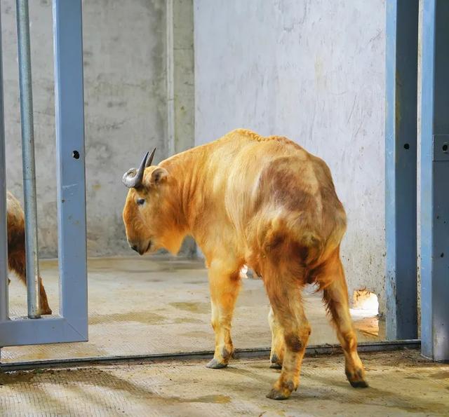 好“牛”！国宝顶流，厦门首展！送票→