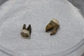 “荒淫无度”皇帝杨广墓：2013年在工地被发现，尸骨仅剩2颗牙齿图片