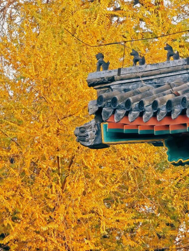 出片率100%！是时候来“京西小故宫”，邂逅一抹银杏黄