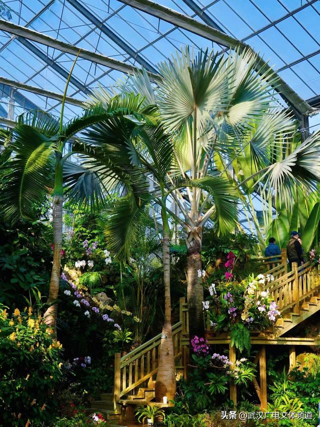 万株热带兰花盛放“23℃花屋” 武汉植物园热带兰展冬日绘春