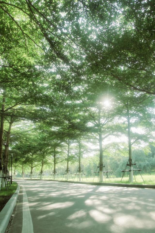 @XMUer，厦园这些路你都走过吗？