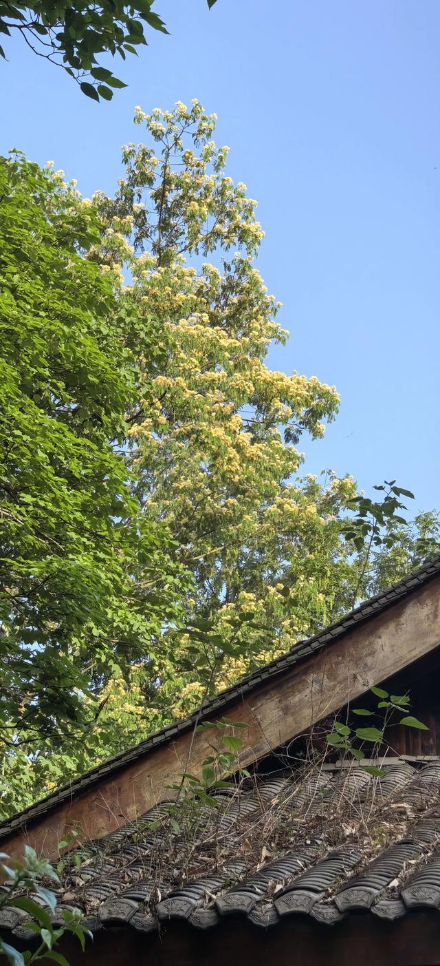 山合欢的光
