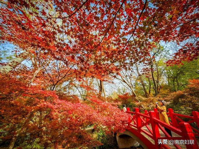 人在南京，红叶正盛，等你来～