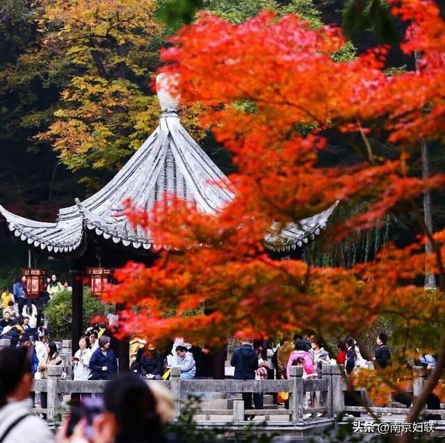 人在南京，红叶正盛，等你来～