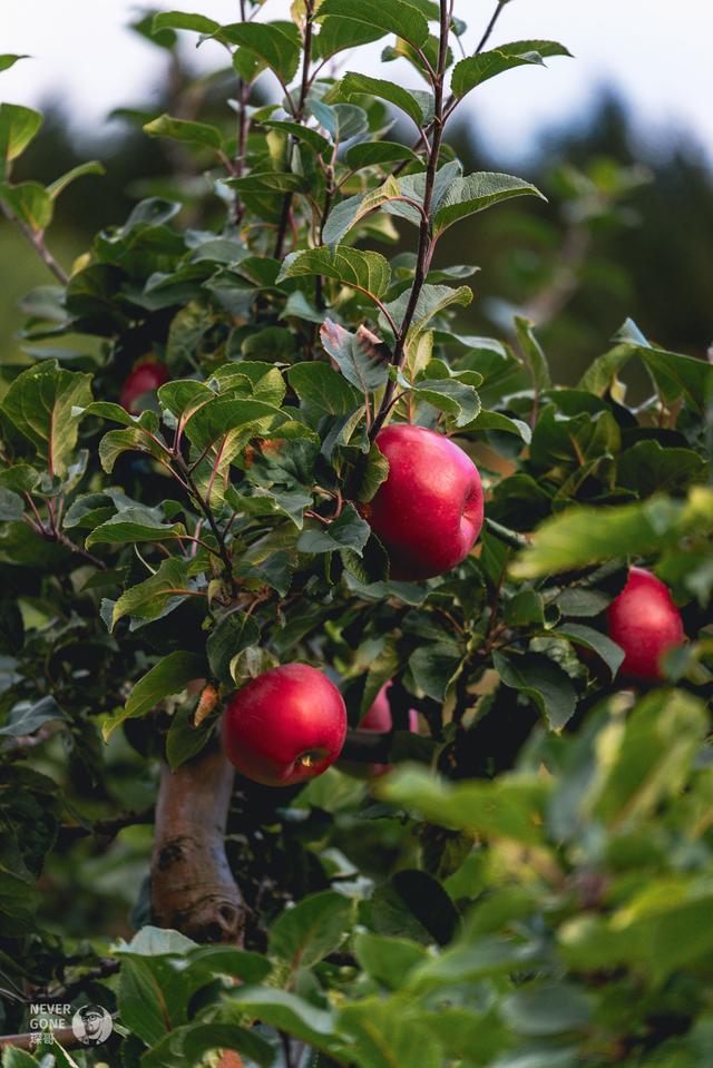 挪威秋韵，峡湾森境